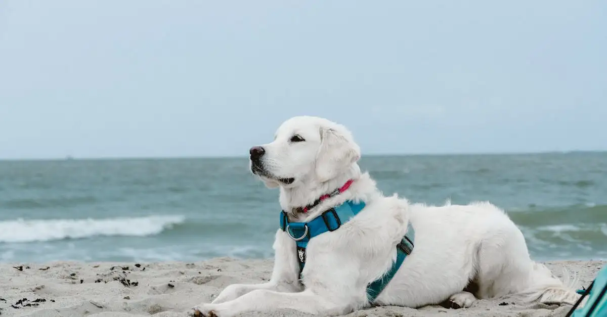 Autisme en honden